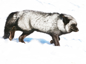 Silver Fox