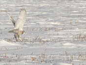 Take Flight