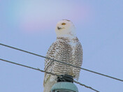 The Usual Perch
