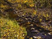 The Yellow Forest Vibes 