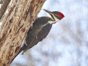 Pileated Woodpecker