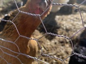 Cookie Bear the Red Hen