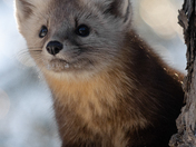 Portrait of a Pine Marten