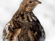 Ruffed Grouse