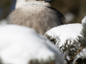 Canada Jay 