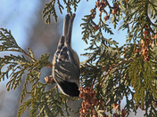 The Winter chickadee