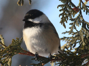 The Winter chickadee