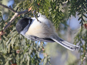 The Winter chickadee