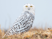 Snowy owl surprise 
