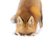 Red fox in the snow