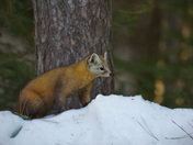 Pine Marten in Winter
