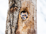 Northern flying squirrels 
