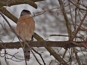 Danger in the backyard. Cooper's hawk.