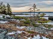 The Lonely Pine