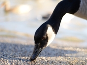 Canadian goose at Burnaby Lake