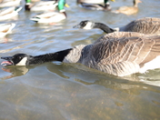 Let me do a snake thing! 