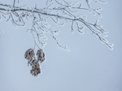 Hoar Frost on Bate Island in Ottawa