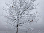 Hoar Frost on Bate Island in Ottawa