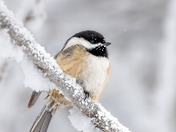 Black-capped chickadee keeping warming on a extremely cold day