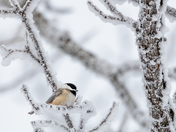 Black-capped chickadee keeping warming on a extremely cold day