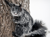 Winter Squirrel