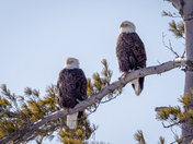 Bald Eagles Soaking in the Afternoon Sun, January 24, 2022