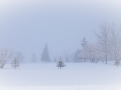 A Foggy Morning