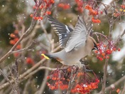 Bohemian Waxwing