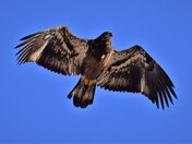 Juvenile eagle is circling above me.