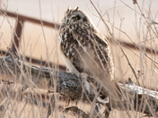 Short-eared Owl