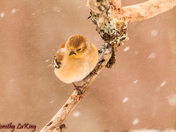 Weathering the Snow 