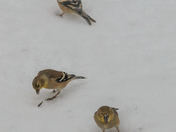 Feeding  in the Storm