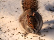 Winter Treat