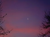 Morning Moon