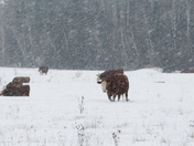 Ont Beef 