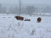 Ont Beef 