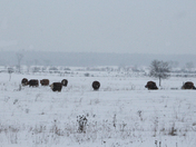 Ont Beef 