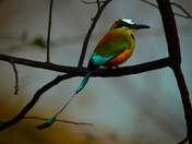 Turquois-browed Motmot