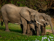 Elephants drinking at Golden Hour