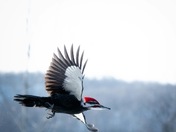 Pileated Woodpecker 