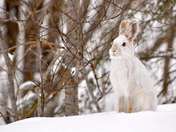 Snowshoe Hare