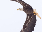Bald Eagle Hug