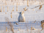 Unsuccessful Hunt