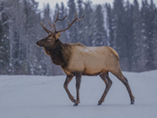 A Majestic Northern Elk 