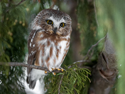 Northern saw-whet owl
