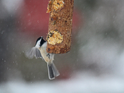 Cold winter for the birds 