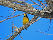 Cold winter for the birds 