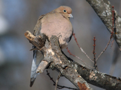Cold winter for the birds 