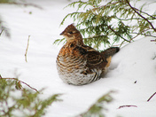 Ruffed Grouse