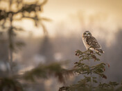 Shorty in the Sunset